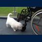 1. direkter Rollstuhlkontakt (R1)