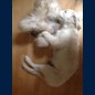 Luna kuschelt mit ihrem Plüschhund